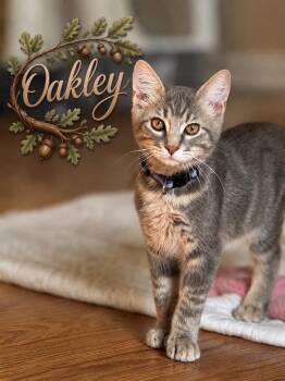 Oakley (Oak) -  Domestic Short Hair Cat for Adoption in Murfreesboro, Tennessee - Oakley (Oak) | PetCurious