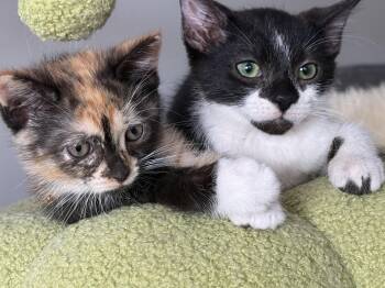 Harry and Cam -  Calico and Tuxedo Cat for Adoption in Miami, Florida - Harry And Cam | PetCurious
