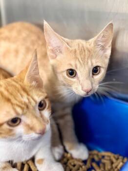 Snoop -  Domestic Short Hair Cat for Adoption in Danielsville, Georgia - Snoop | PetCurious