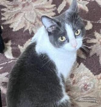 Coco -  Domestic Short Hair Cat for Adoption in Cincinnati, Ohio - Coco | PetCurious