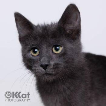 Matcha -  Domestic Short Hair Cat for Adoption in Edmond, Oklahoma - Matcha | PetCurious