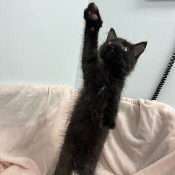 Rescue Domestic Short Hair Cats for Adoption in Abbotsford, British Columbia - Neon | PetCurious