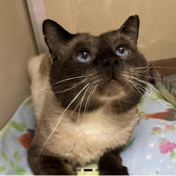 Siamese and Domestic Short Hair Cats Available for Adoption in Lynchburg, Virginia - Bizbee | PetCurious