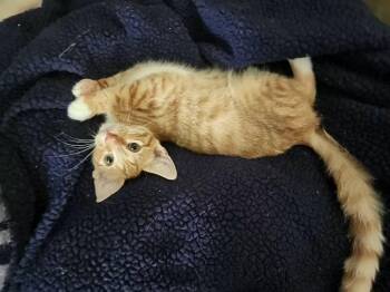 Blaze -  Domestic Short Hair Cat for Adoption in Temple, Pennsylvania - Blaze | PetCurious
