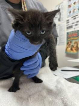 Domestic Short Hair Cats Available for Adoption in Sacramento, California - Candace  | PetCurious