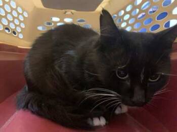 Rescue Domestic Short Hair Cats for Adoption in Buchanan Dam, Texas - Benito | PetCurious