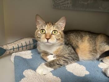 Domestic Short Hair Cats Available for Adoption in Salisbury, Massachusetts - Cashmere | PetCurious
