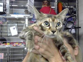 MOLLY -  Domestic Short Hair Cat for Adoption in Pasadena, Texas - MOLLY | PetCurious