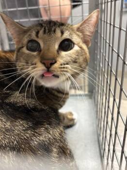 MEI  MEI -  Domestic Short Hair Cat for Adoption in Las Vegas, Nevada - MEI  MEI | PetCurious