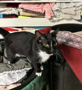 Tink -  Domestic Short Hair Cat for Adoption in Robinson, Illinois - Tink | PetCurious