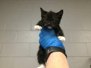 Domestic Short Hair Cats Available for Adoption in Thousand Palms, California - A1917979 | PetCurious