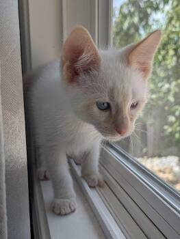 Aurelian -  Siamese Cat for Adoption in Walnut Creek, California - Aurelian | PetCurious
