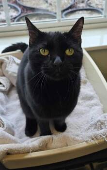 Rescue Domestic Short Hair Cats for Adoption in Larned, Kansas - Thelma And Louise | PetCurious