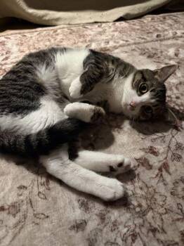 Junior -  Domestic Short Hair Cat for Adoption - Junior | PetCurious