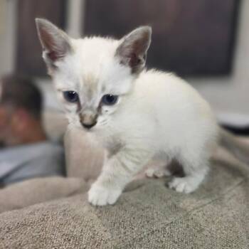 Leche -  Siamese Cat for Adoption in NEW PT RICHEY, Florida - Leche | PetCurious