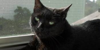 Rescue Domestic Short Hair Cats for Adoption in Houston, Texas - Bazinga | PetCurious
