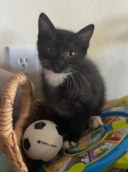 Odie -Lasagna Litter -  Domestic Medium Hair Cat for Adoption in Anthem, Arizona - Odie -Lasagna Litter | PetCurious