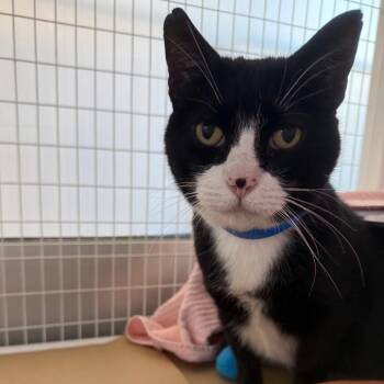 Sylvester James -  Domestic Short Hair Cat for Adoption in Chicago, Illinois - Sylvester James | PetCurious