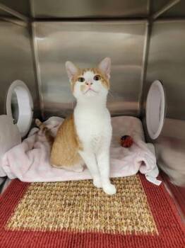 Bart -  Domestic Short Hair Cat for Adoption in Fergus Falls, Minnesota - Bart | PetCurious