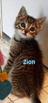 Domestic Short Hair Cats Available for Adoption in New Bern, North Carolina - ZION Kitten | PetCurious