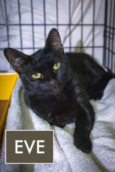 Rescue Domestic Short Hair Cats for Adoption in Greenville, Delaware - Eve (FCID# 10/15/2025 - 64 Trainer) | PetCurious