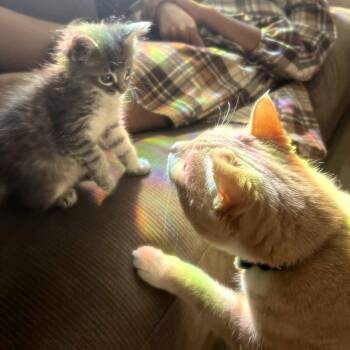 Raclette 28 -  Domestic Short Hair Cat for Adoption in Austin, Texas - Raclette 28 | PetCurious