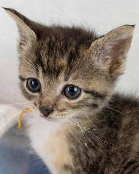 Salsa -  Domestic Short Hair and Tabby Cat for Adoption in Kennesaw, Georgia - Salsa | PetCurious