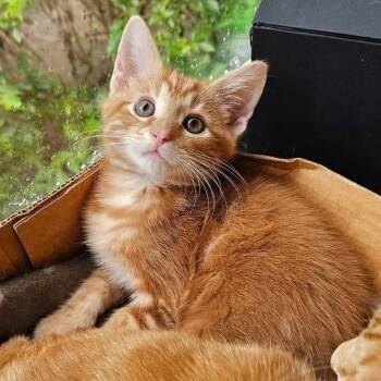 Nugget -  Domestic Short Hair Cat for Adoption in Mentor, Ohio - Nugget | PetCurious