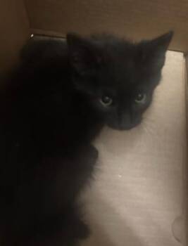 BUZZ -  Domestic Short Hair Cat for Adoption in Dallas, Texas - BUZZ | PetCurious