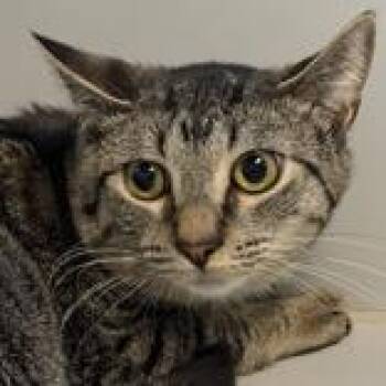Domestic Short Hair Cats Available for Adoption in Lansing, Michigan - Shane | PetCurious