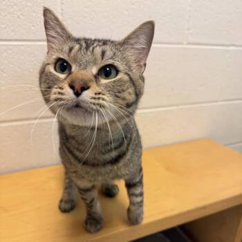 Papa Dukes -  Domestic Short Hair Cat for Adoption in Gloucester, Virginia - Papa Dukes | PetCurious