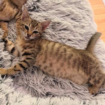 Set -  Domestic Short Hair Cat for Adoption in Candler, North Carolina - Set | PetCurious