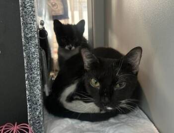 Jasmine -  Domestic Short Hair Cat for Adoption - Jasmine | PetCurious