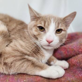 Rescue Domestic Short Hair Cats for Adoption in New York, New York - Chase | PetCurious