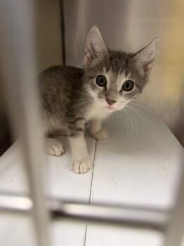 RICHTER BELMONT -  Domestic Short Hair Cat for Adoption in Omaha, Nebraska - RICHTER BELMONT | PetCurious