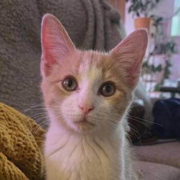 Sheera -  Domestic Short Hair Cat for Adoption in Buffalo, New York - Sheera | PetCurious