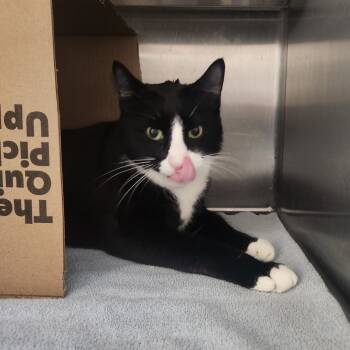 Rescue Domestic Short Hair Cats for Adoption in West Olive, Michigan - Barracuda | PetCurious