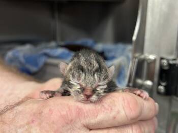 Domestic Short Hair Cats Available for Adoption in Ocala, Florida - A379546 | PetCurious