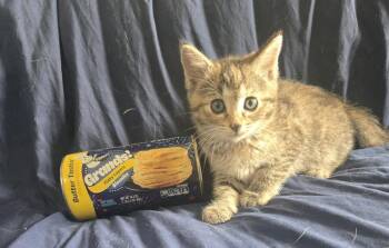 Biscuit -  Domestic Short Hair Cat for Adoption in Union Grove, Wisconsin - Biscuit | PetCurious