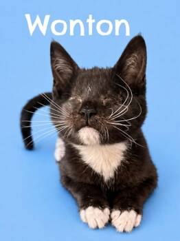 Wonton (Courtesy Post) -  Domestic Short Hair Cat for Adoption in Rutherfordton, North Carolina - Wonton (Courtesy Post) | PetCurious
