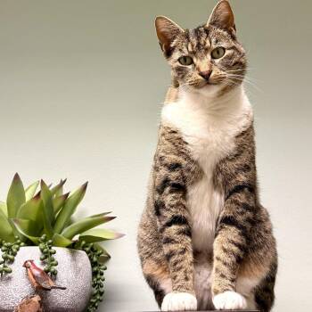 Domestic Short Hair Cats Available for Adoption - Turtle | PetCurious