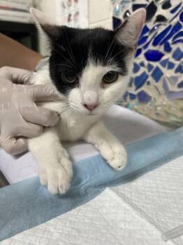 FLORENCE DU LAC -  Domestic Short Hair Cat for Adoption in Pensacola, Florida - FLORENCE DU LAC | PetCurious