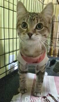 Dwarfette -  Domestic Short Hair Cat for Adoption in St. Catharines, Ontario - Dwarfette | PetCurious