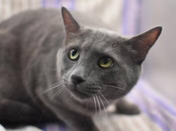 Domestic Short Hair Cats Available for Adoption in Portland, Oregon - Tofu | PetCurious