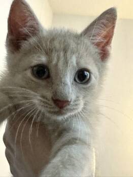 Butterscotch -  Domestic Short Hair Cat for Adoption in Melville, New York - Butterscotch | PetCurious