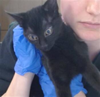 Domestic Short Hair Cats Available for Adoption - TULIP | PetCurious