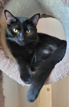 Domestic Short Hair Cats Available for Adoption in Murfreesboro, Tennessee - Disco | PetCurious