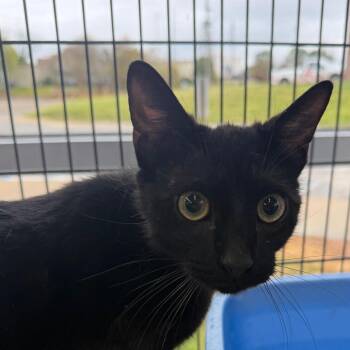 Domestic Short Hair Cats Available for Adoption - Sir Purrs-A-Lot | PetCurious