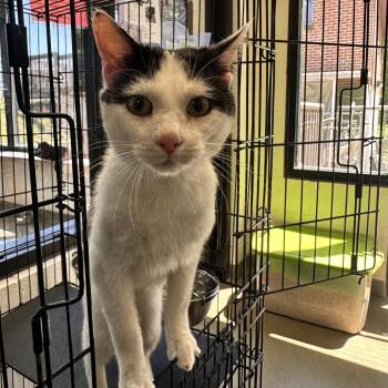 Domestic Short Hair Cats Available for Adoption in Rocky Mount, Virginia - Pepper Robbie | PetCurious