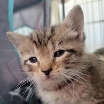 Mojito in Street MD -  Domestic Short Hair Cat for Adoption - Mojito In Street MD | PetCurious